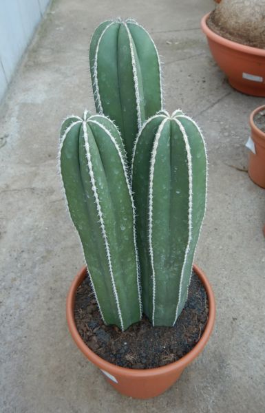 MARGINATOCEREUS MARGINATUS