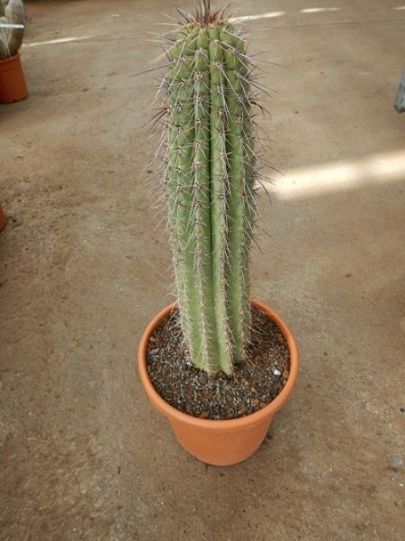 NEOBUXBAUMIA TETETZO