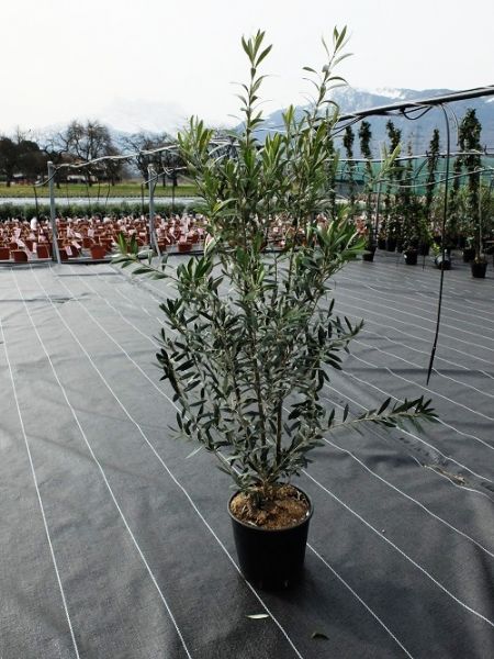 OLEA EUROPAEA TOUFFE