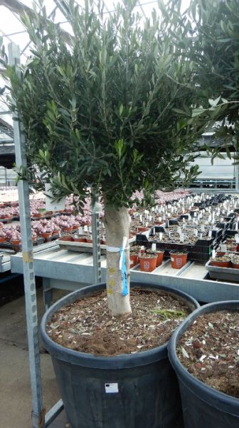 OLEA EUROPAEA TRONC XL