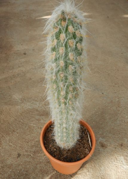 OREOCEREUS FOSSULATUS