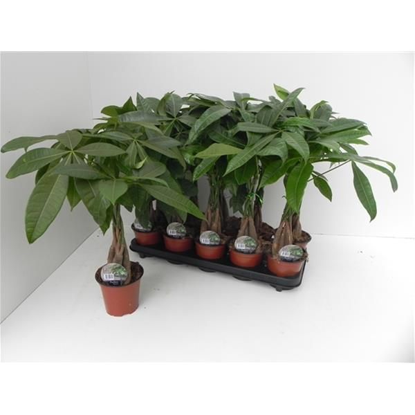 PACHIRA AQUATICA