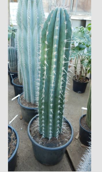 PACHYCEREUS PECTEN-ABORIGINUM