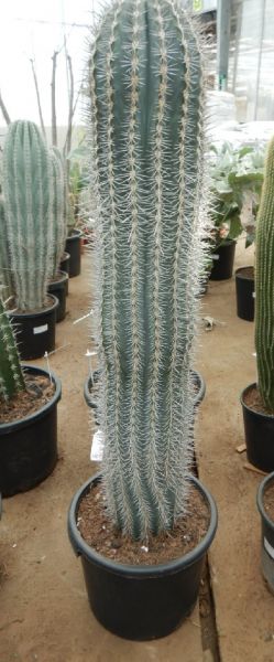 PACHYCEREUS PRINGLEY