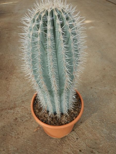 PACHYCEREUS PRINGLEY