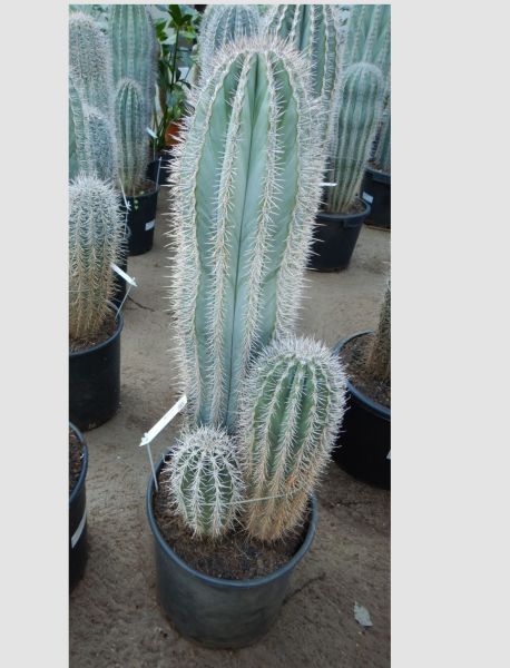 PACHYCEREUS PRINGLEY GRUPPO