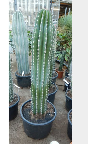 PACHYCEREUS WEBERI