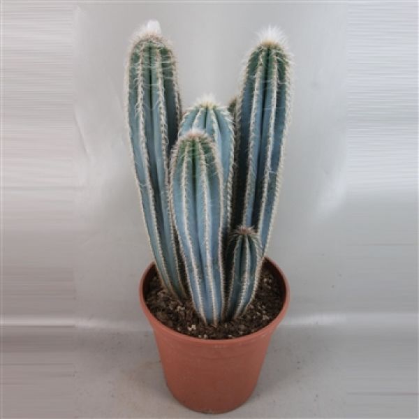 PILOSOCEREUS AZUREUS