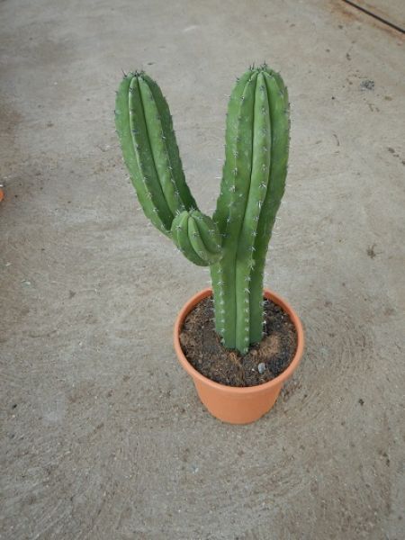POLASKIA CHICHIPE