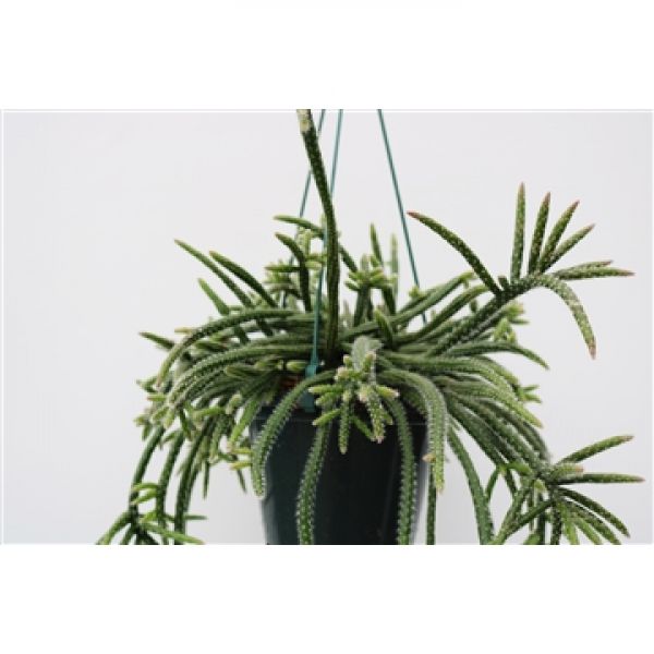 RHIPSALIS HORRIDA