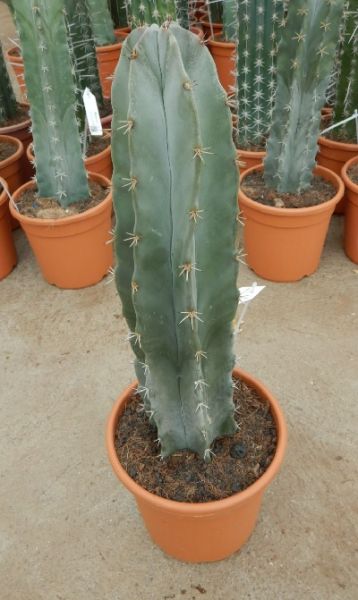 STENOCEREUS PRUINOSUS