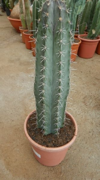 STENOCEREUS STELLATUS
