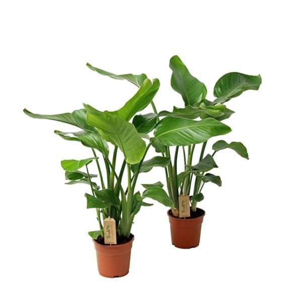 STRELITZIA NICOLAI