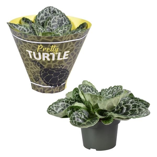 STREPTOCARPUS PRETTY TURTLE