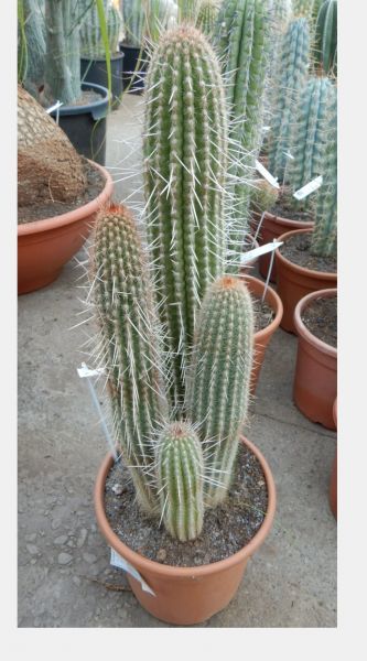 TRIXANTHOCEREUS BLOSSFELDIORUM