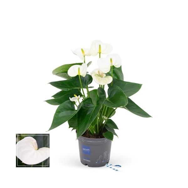 ANTHURIUM WHITE