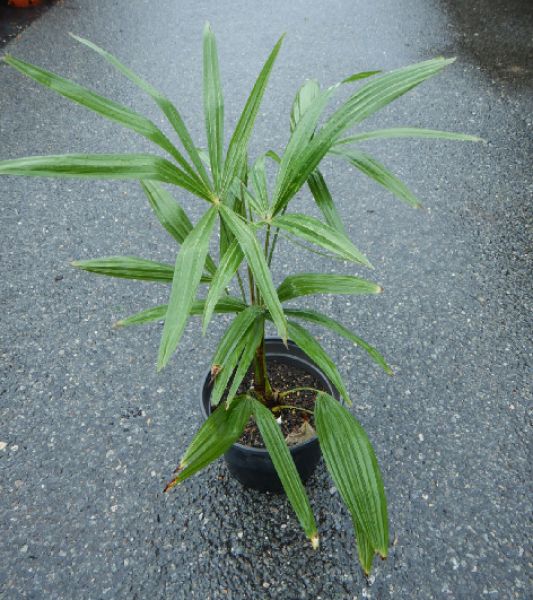 TRACHYCARPUS FORTUNEI