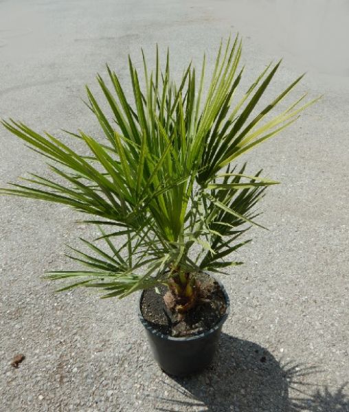 CHAMAEROPS HUMILIS