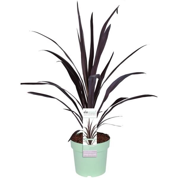 CORDYLINE SUPERSTAR