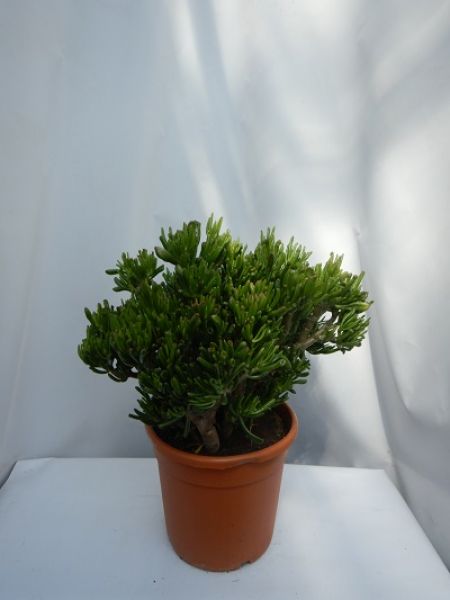 CRASSULA HOBBIT