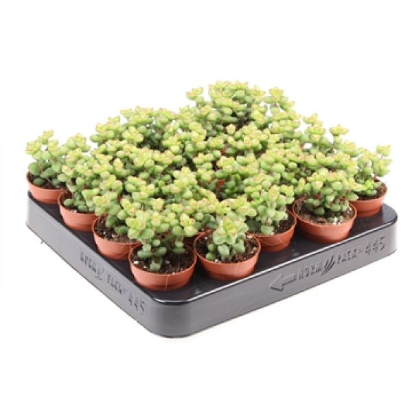 CRASSULA MARNIERIANA