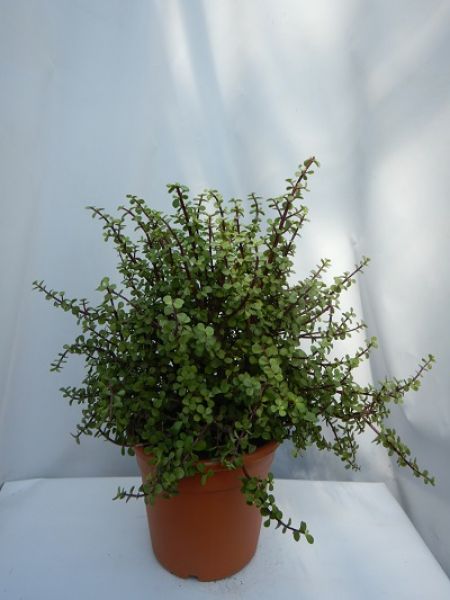 CRASSULA PORTULACARIA