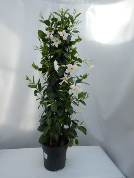 DIPLADENIA SUN. PYRAMIDE