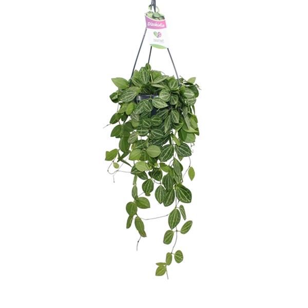 DISCHIDIA OVATA