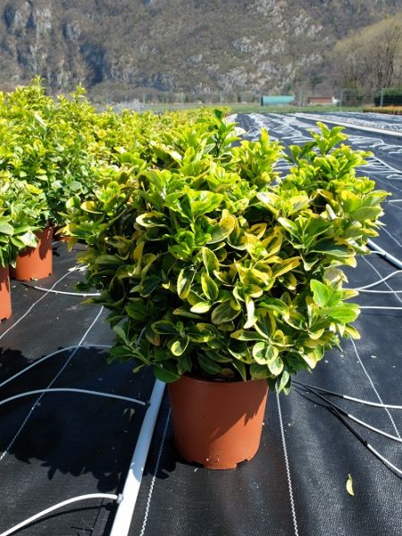 EUONYMUS AUREA