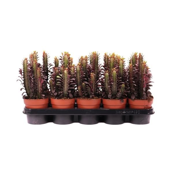 EUPHORBIA TRIGONA RUBRA