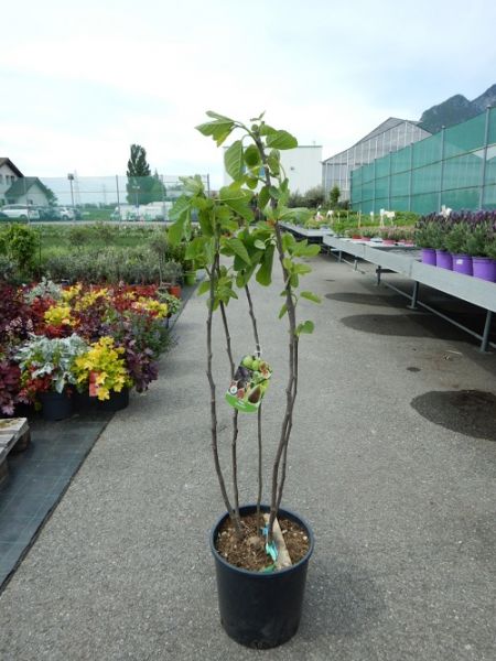 FICUS CARICA