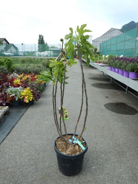 FICUS CARICA