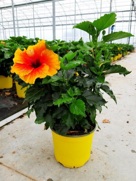 HIBISCUS GRAF