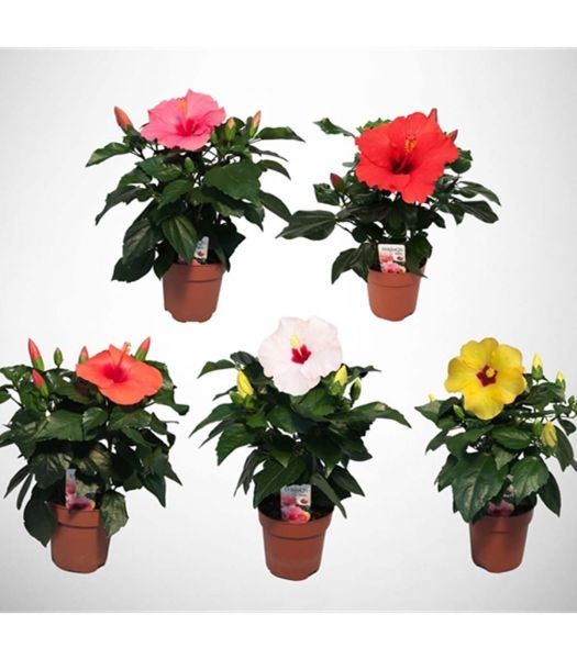 HIBISCUS LONGLIFE
