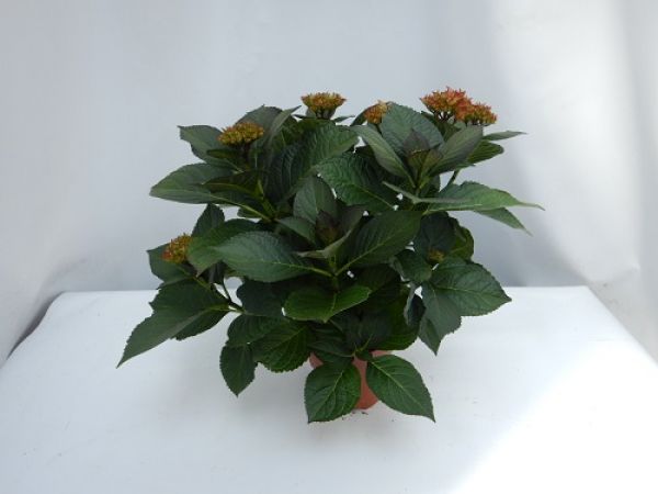 HYDRANGEA MACROPHYLLA