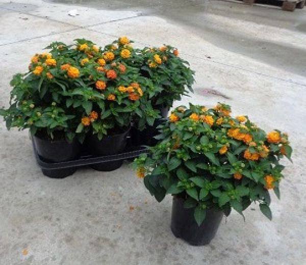 LANTANA CAMARA TOUFFE