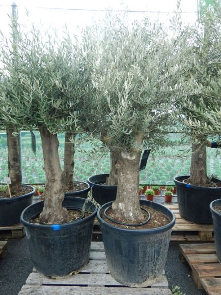 OLEA EUROPAEA TRONC XXL