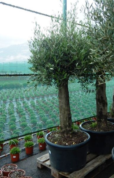 OLEA EUROPAEA TRONC XXL