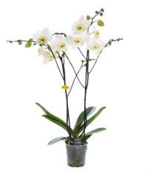 PHALAENOPSIS 2 T DAME BLANCHE