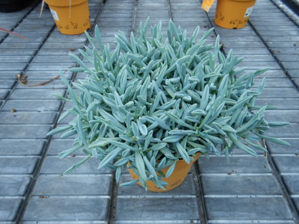 SENECIO TRIDENT BLUE