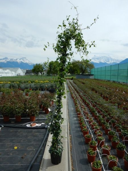 TRACHELOSPERMUM JASMINOIDE