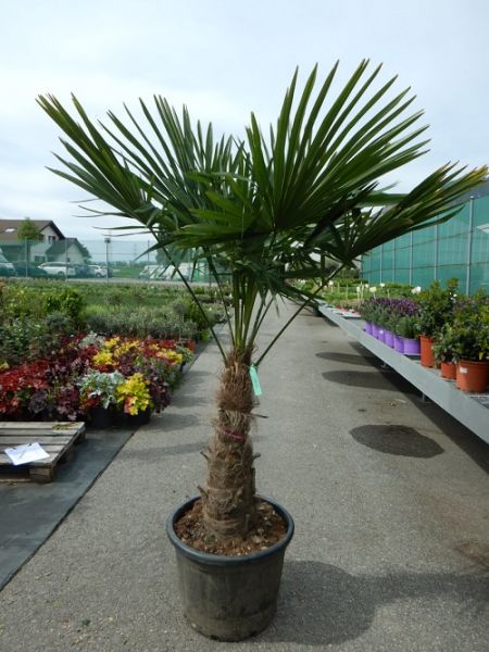 TRACHYCARPUS FORTUNEI