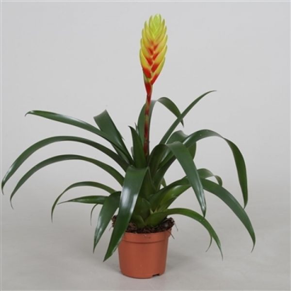 VRIESEA KIDA