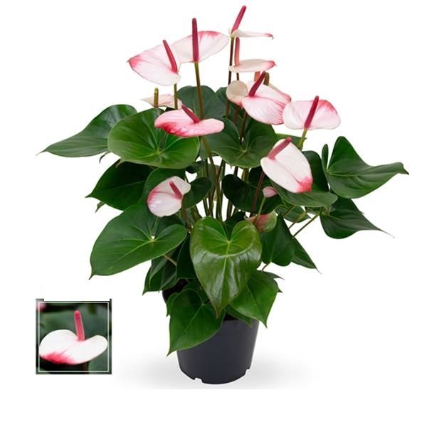 ANTHURIUM HOTLIPS
