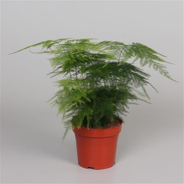 ASPARAGUS SETACEUS