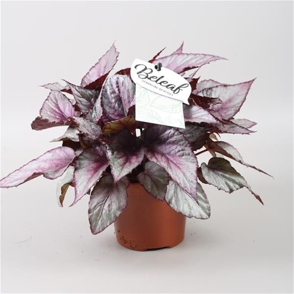BEGONIA REX BELEAF MAORI HAZE