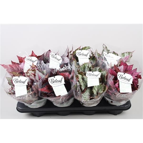 BEGONIA REX MIX