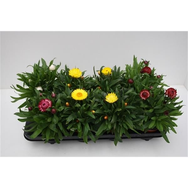 BRACTEANTHA DREAMTIME