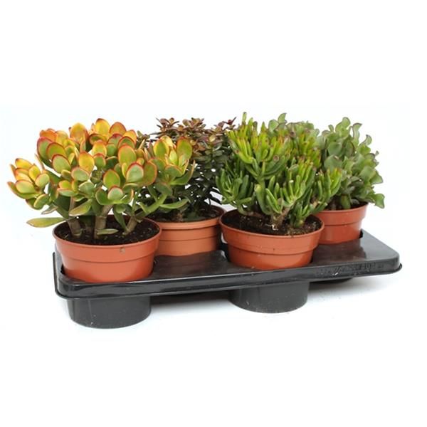 CRASSULA MIX