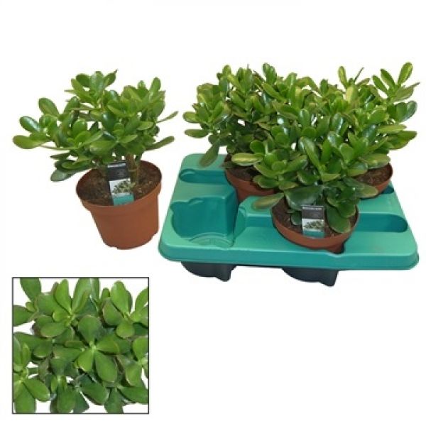 CRASSULA OVATA